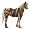 Cheval de selle Quarter Horse Alezan