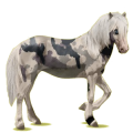 Cheval de selle Henson Isabelle