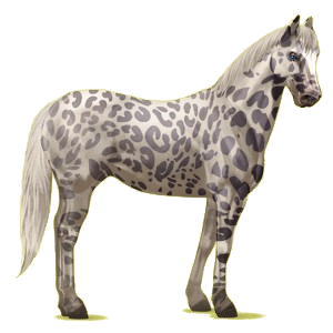 Cheval de selle Palomino Palomino