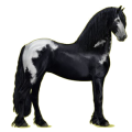 Cheval de selle Frison Noir