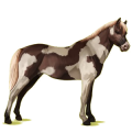 Poney Welsh Alezan Brûlé Crins Lavés