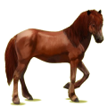 Cheval de selle Henson Isabelle