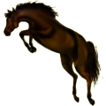 Cheval de selle Quarter Horse Bai Brûlé