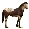 Cheval de selle Quarter Horse Noir