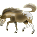 Cheval de selle Quarter Horse Bai