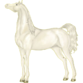 Cheval de selle Quarter Horse Cremello