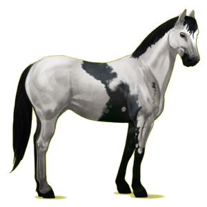 Cheval de selle Appaloosa Spotted Bai
