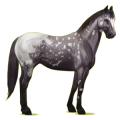 Cheval de selle Quarter Horse Alezan