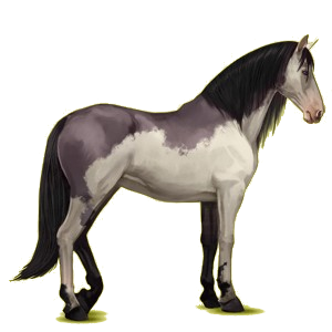 Cheval de selle Lipizzan Noir