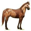 Cheval de selle Palomino Palomino