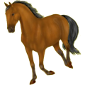 Cheval de selle Quarter Horse Bai