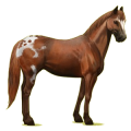 Cheval de selle Quarter Horse Palomino