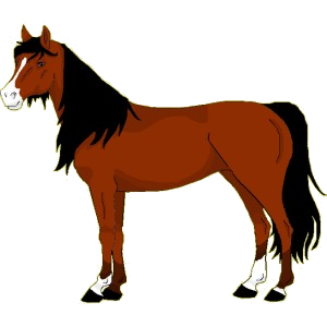 Cheval de selle Selle Français Bai