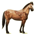 Cheval de selle Quarter Horse Alezan