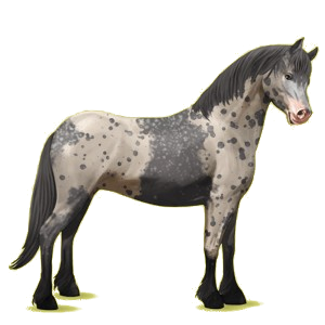 Poney pégase Connemara Noir