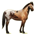 Cheval de selle Paint Horse Pie Tobiano Bai