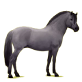 Poney Fjord Brunblakk