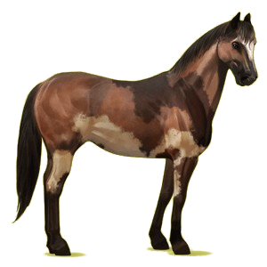 Cheval de selle Quarter Horse Bai Cerise