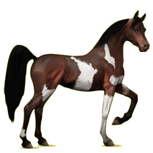 Pégase de selle Arabe Gris Pommelé