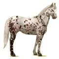 Cheval de selle Appaloosa Leopard Noir