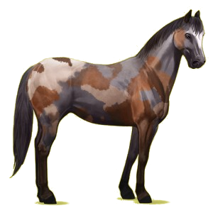 Cheval de selle Quarter Horse Rouan