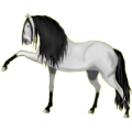 Cheval de selle Arabe Gris Souris