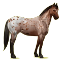 Cheval de selle Appaloosa Leopard Noir