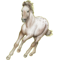 Poney Fjord Brunblakk