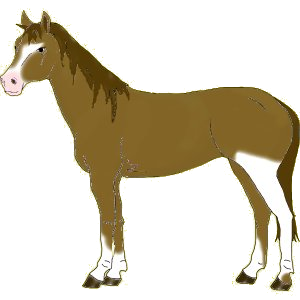 Cheval de selle Quarter Horse Gris Pommelé