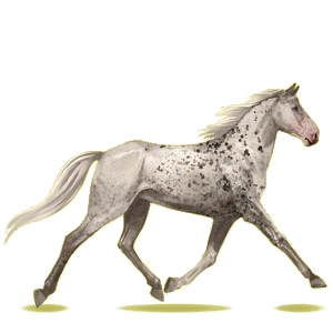 Cheval de selle Trotteur Orlov Bai