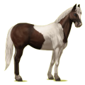 Cheval de selle Quarter Horse Bai Brûlé