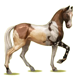 Cheval de selle Akhal-Téké Palomino