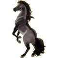 Cheval de selle Paint Horse Pie Tobiano Palomino