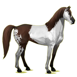 Cheval de selle Mustang Bai