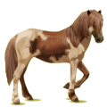 Cheval de selle Henson Bai Brûlé