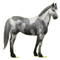 Cheval de selle Quarter Horse Gris Souris