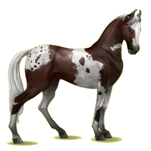 Cheval de selle Marwari Pie Tobiano Alezan Brûlé