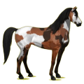 Pégase de selle Mustang Bai