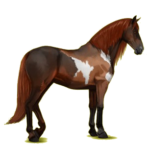 Cheval de selle Lipizzan Bai