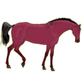 Cheval de selle Pur-Sang Anglais Bai Cerise