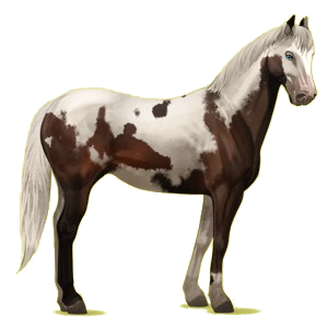 Cheval de selle Quarter Horse Bai