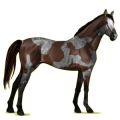 Cheval de selle Pur-Sang Anglais Alezan Brûlé Crins Lavés