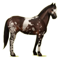 Cheval de selle Paint Horse Pie Tobiano Bai