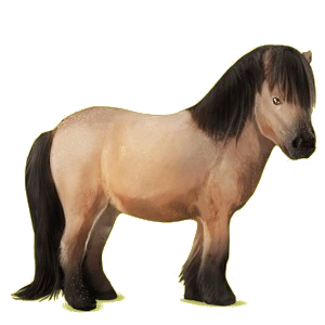 Poney Shetland Alezan