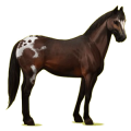 Cheval de selle Quarter Horse Bai