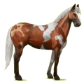 Cheval de selle Quarter Horse Alezan Brûlé Crins Lavés