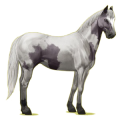 Cheval de selle Quarter Horse Bai Cerise