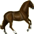Cheval de selle Selle Français Aubère
