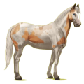 Cheval de selle Paint Horse Pie Tobiano Gris Pommelé