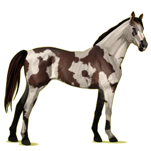 Cheval de selle Pur-Sang Anglais Noir